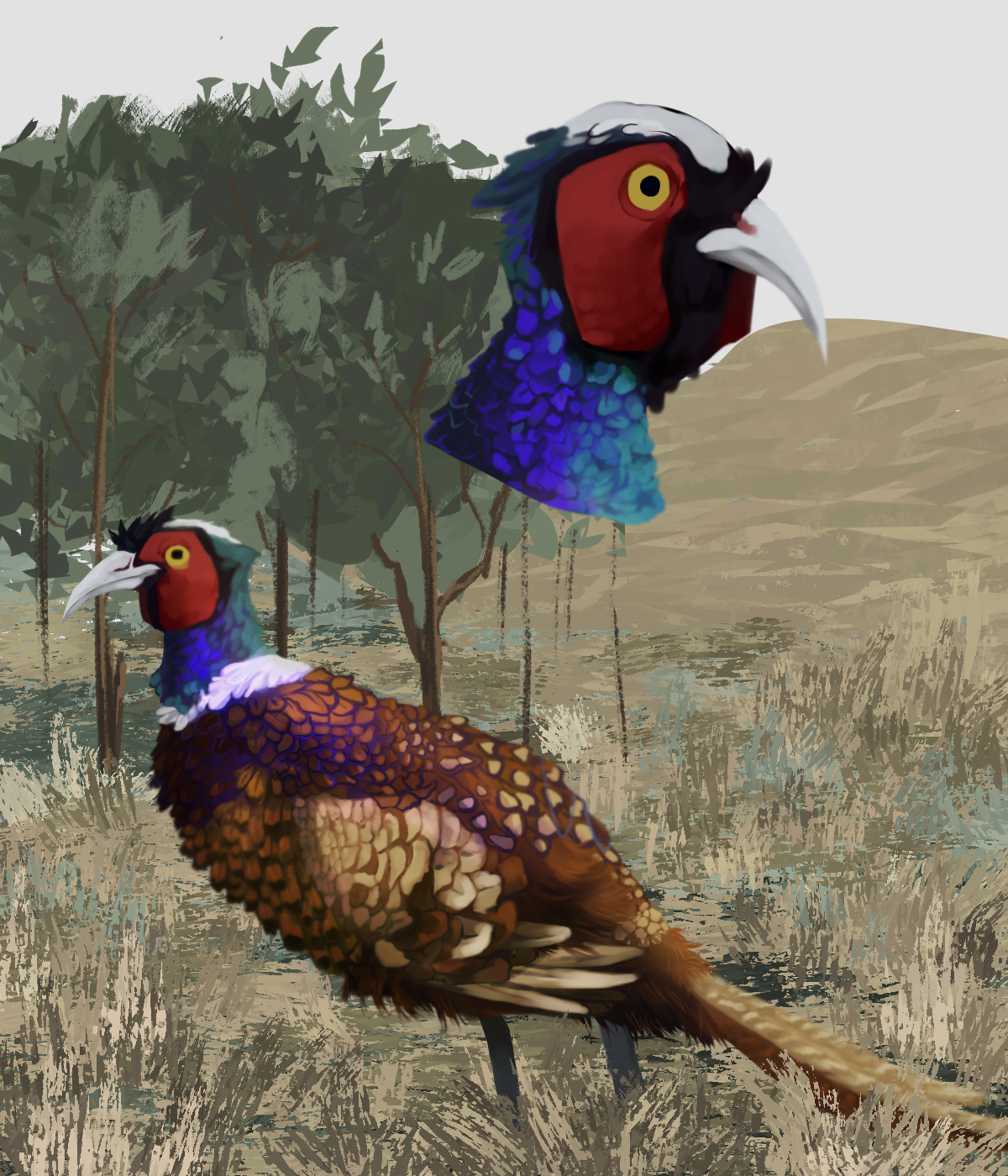 Pheasant second phase